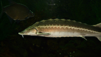 Фотография к новости: Қазақстанда "Бекіре-2026" балық қорғау акциясы басталды