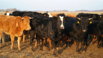 Фотография к новости: Қытайдың Қазақстанмен шекаралас аймағында аусылдың (АА) жаңа штаммы анықталды