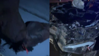 Фотография к новости: Астана маңындағы жолда жеңіл көлік жылқыға соғылды: Зардап шеккендер бар