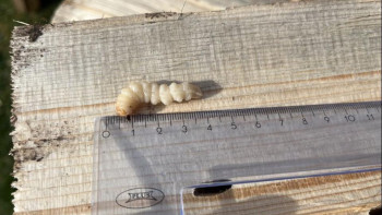 Фотография к новости: Қазақстанға Ресейден әкелінген ағаштан қауіпті қоңыз табылды