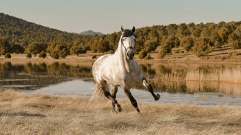 Фотография к новости: Тараз көшесінде атпен шапқан бала көлікке соғылды