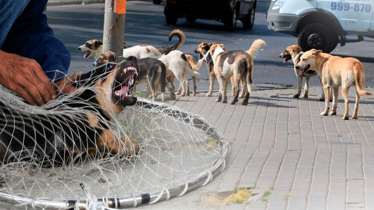  BAQ.KZ коллажы