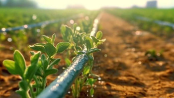 Фотография к новости: Күріш қысқарып, технология артты: Қазақстан су үнемдеуге бет бұрды