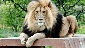 Фотография к новости: Семейде ер адамдар арыстандарға тас лақтырған: Полиция тексеріс бастады