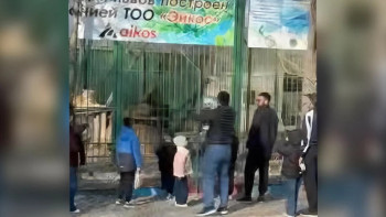 Фотография к новости: Семейде биоорталықтағы арыстандарға тас лақтырған ер адамдар жазаланды