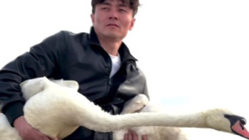 Фотография к новости: Қос аққуды құтқарған азамат оларды Ғашықтар күні қарсаңында еркіне жіберді