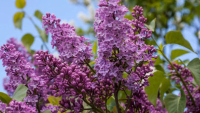 Гүл үшін айыппұл: Қазақстанда сирень жұлуға қандай жаза бар?
