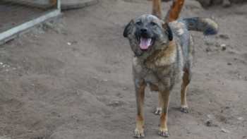 Фотография к новости: Бұралқы иттер туралы заң: Сенат пікір білдіруге әлі дайын емес 