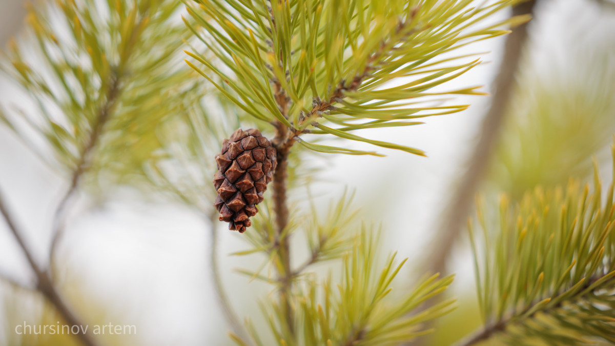  ©BAQ.KZ архиві/Артем Чурсинов