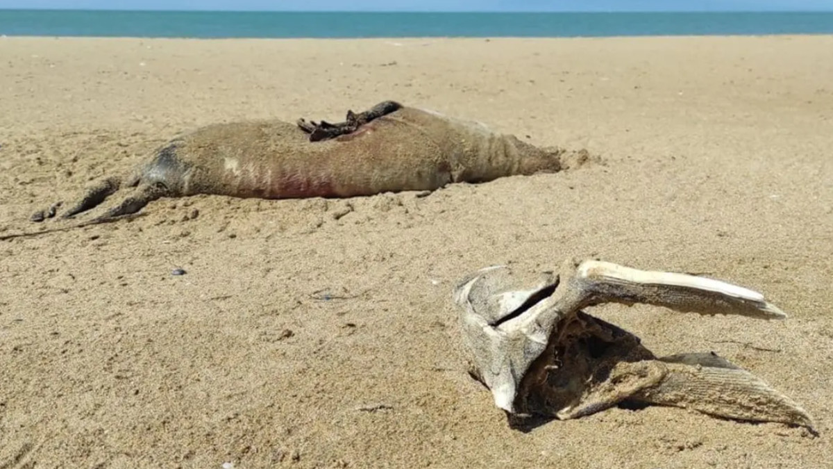  Маңғыстау облысы балық инспекциясы басқармасы