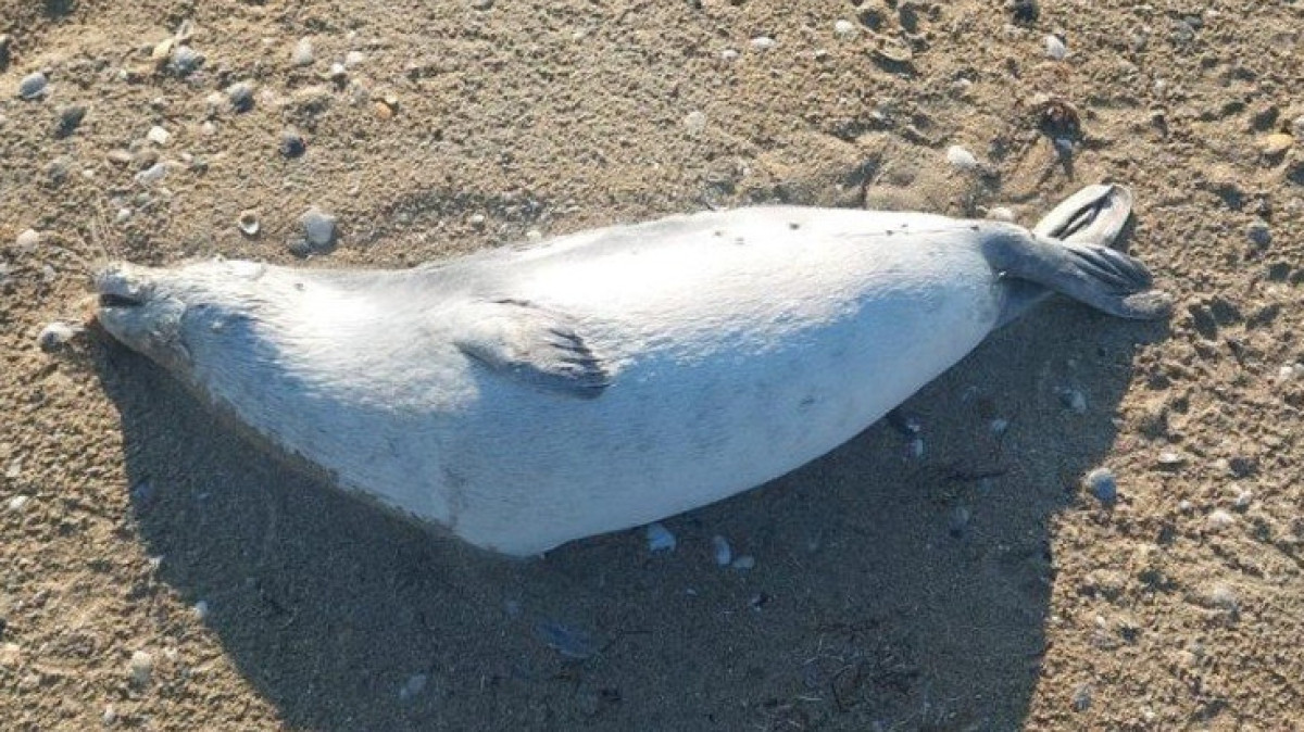  ҚР АШМ Балық шаруашылығы комитеті