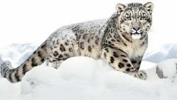 Фотография к новости: Алтын-Емелде қар барысы камераға түсіп қалды