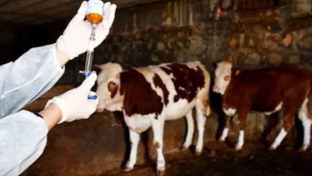 Фотография к новости: Кипрдің 100-ден астам фермасында аусыл індеті өршіп тұр