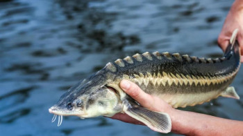 Фотография к новости: Прокуратура ескертуі: Заңсыз балық сатып алғандар да жауапқа тартылады
