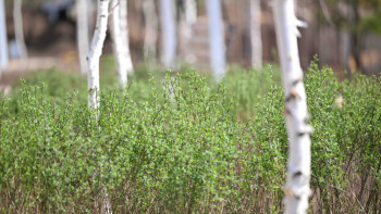 Фотография к новости: Қазақстанда соңғы 2 жылда 5 млн ағаш отырғызылды