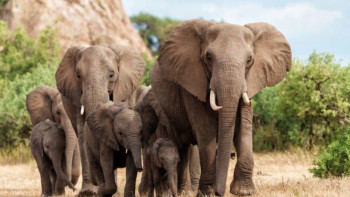 Фотография к новости: Африкада аңшылыққа шыққан америкалық миллионерді пілдер таптап өлтірді