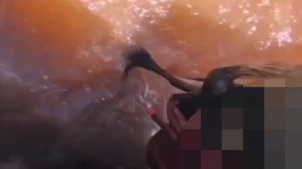  видеодан скриншот