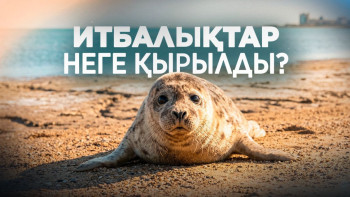 Фотография к новости: Газ, індет әлде экология: Каспийдегі итбалықтардың қырылуына не себеп? 