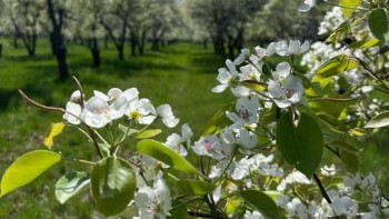 Фотография к новости: Апорттың екінші тынысы: Қазақстанға Нидерландтан 7 мың тамырсабақ жеткізілді