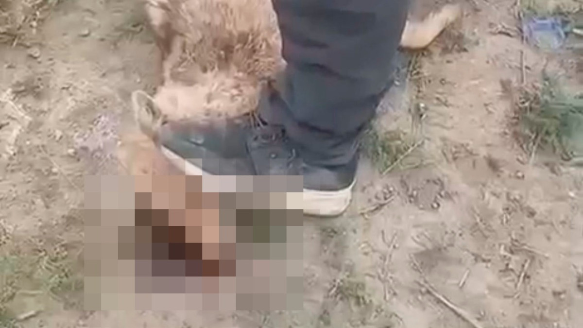  видеодан алынған кадр