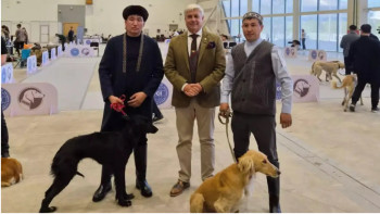 Фотография к новости: Астанада "Қазақы тазы" тұқымының көрмесі өтті