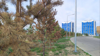 Фотография к новости: Еккені кеше ғана: Семейдің жаңа алаңындағы ағаш пен бұталар қурай бастады