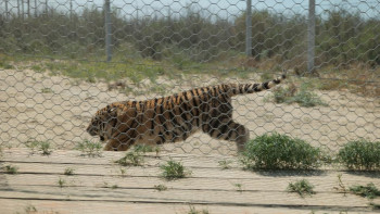 Фотография к новости: Қазақстанға алғашқы амур жолбарыстары жеткізілді
