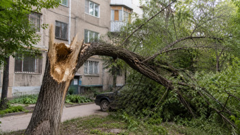 Фотография к новости: Алматыда 84 мыңға жуық қауіпті ағаш бар: Олардың жартысынан көбі аулаларда орналасқан