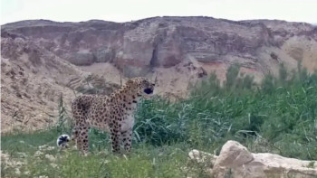 Фотография к новости: Үстірт қорығында Алтынкөз барысы фототұзаққа түсіп қалды