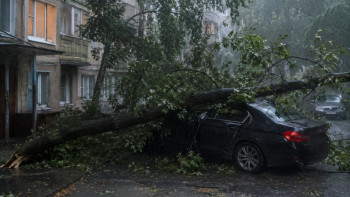 Фотография к новости: Көлігіңіздің үстіне ағаш құласа не істеу керек? – Заңгер кеңесі