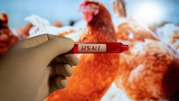Фотография к новости: H5N1 құс тұмауы алғаш рет Австралия құрлығына жетті