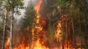 Фотография к новости: Қазақстанда 19 орман өрті тіркелді: Жағдай бақылауда