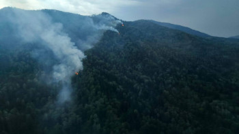 Фотография к новости: Қазақстанда бір тәулікте 19 орман өрті сөндірілді