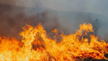 Фотография к новости: Елімізде бір тәулікте 5 орман өрті тіркелді