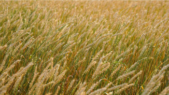 Фотография к новости: Солтүстік Қазақстанда майлы дақылдар көлемі 1,3 млн гектарға жетті