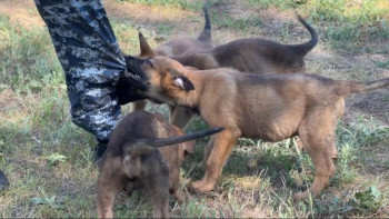 Фотография к новости: Елорда полициясына төрт аяқты жаңа көмекшілер қосылды
