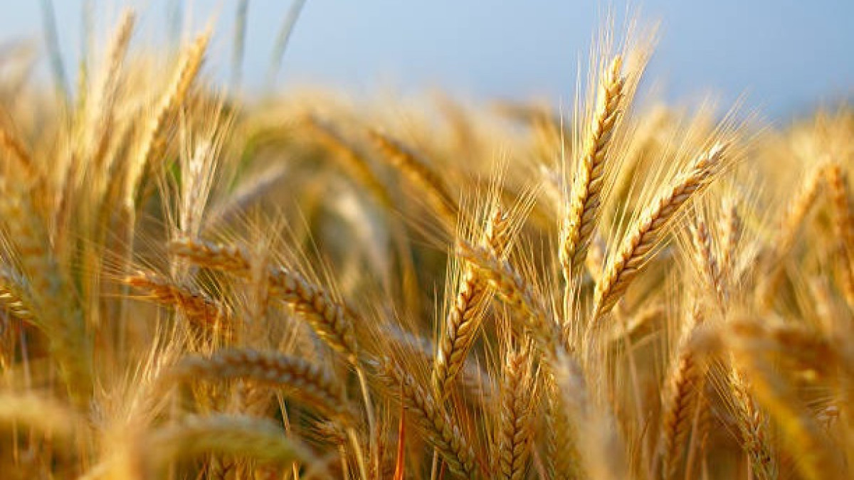  istockphoto.com