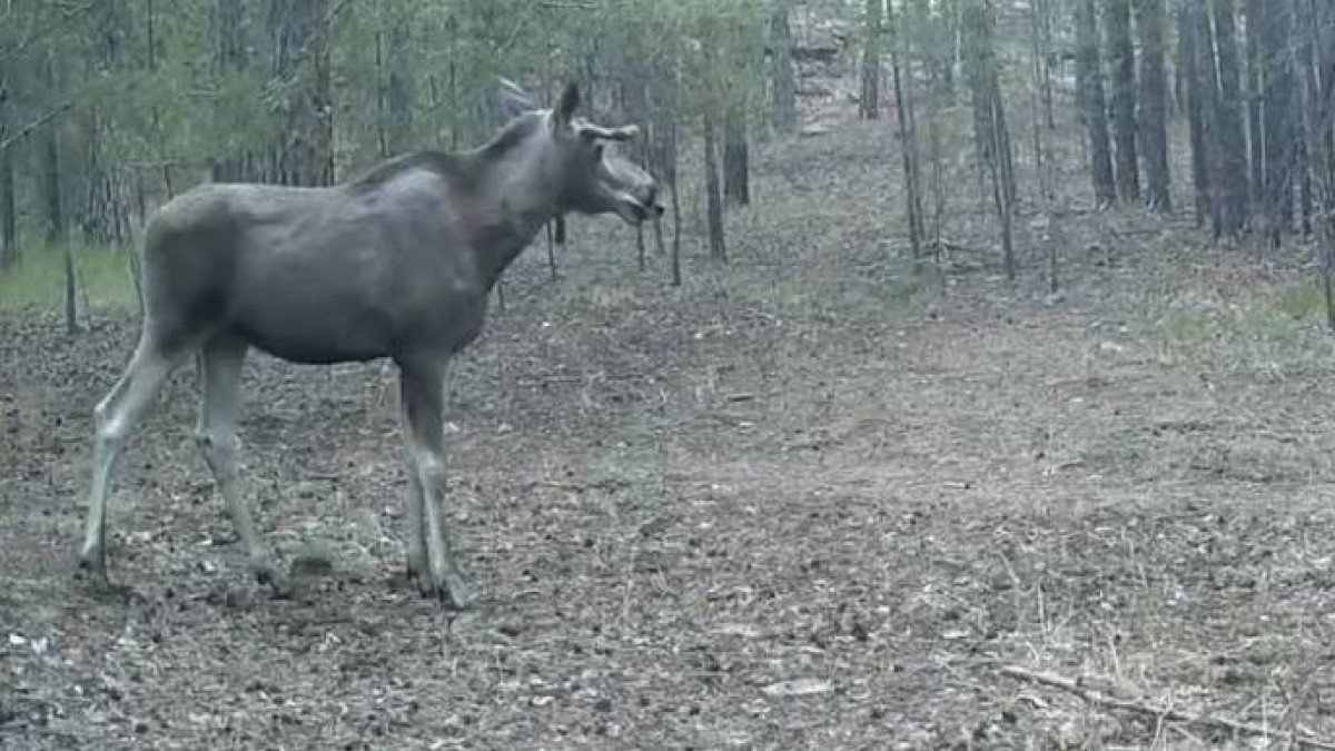  видеодан алынған кадр