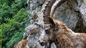 Фотография к новости: Алматы қорығында Сібір тауешкісі фототұзаққа түсіп қалды