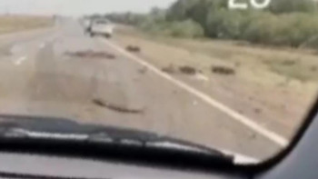 Фотография к новости: Павлодарда көлік бір отар қойды қағып кетті