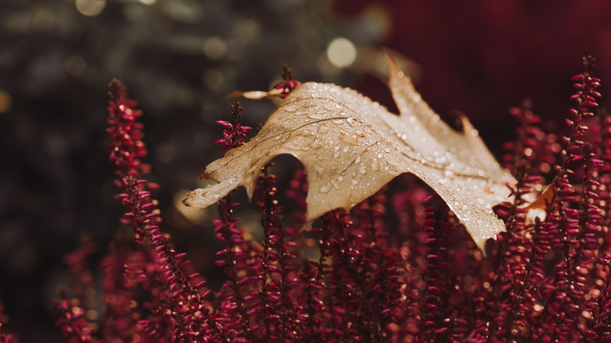  pixabay