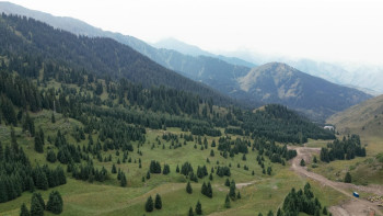 Фотография к новости: Kazakh Tourism Development кесілген ағаштар түсірілген видеоға қатысты мәлімдеме жасады