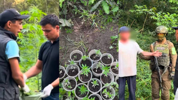 Фотография к новости: Алматы облысында 881 түп қарасора тәркіленді