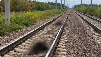 Фотография к новости: Ақмола облысында жолаушылар пойызы 13 бас малды қағып кетті