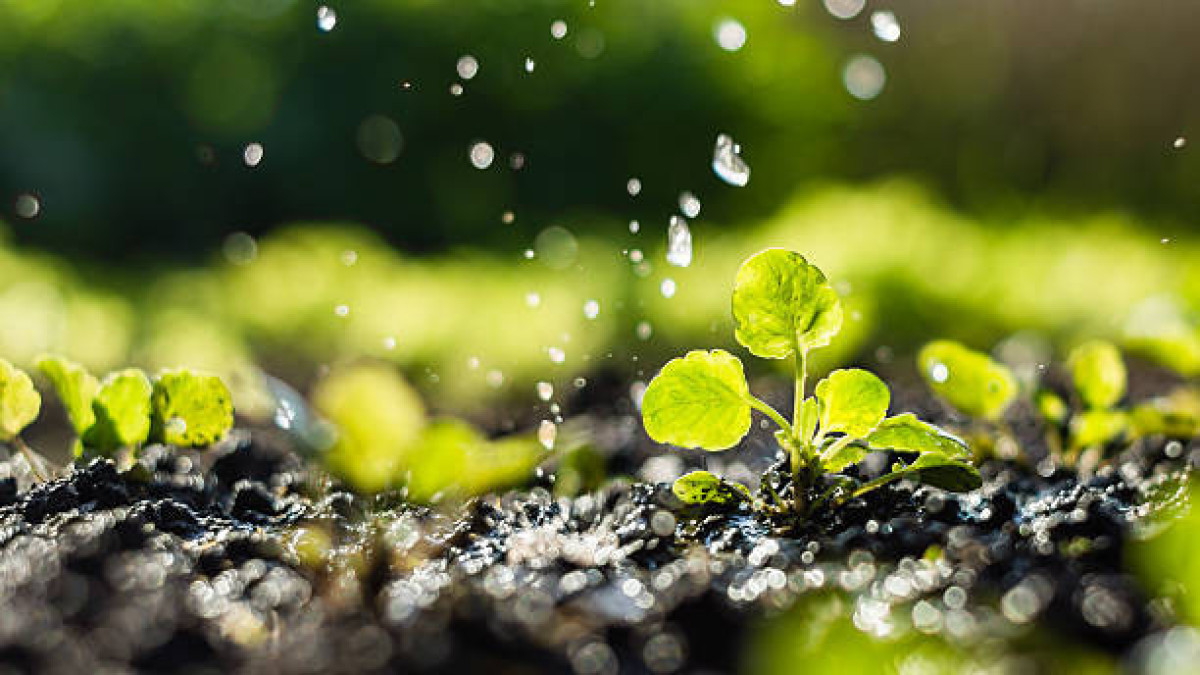  Istockphoto