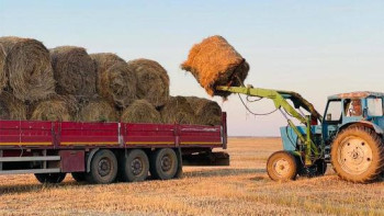 Фотография к новости: Елімізде 40 млн тоннадан астам жемшөп дайындалды