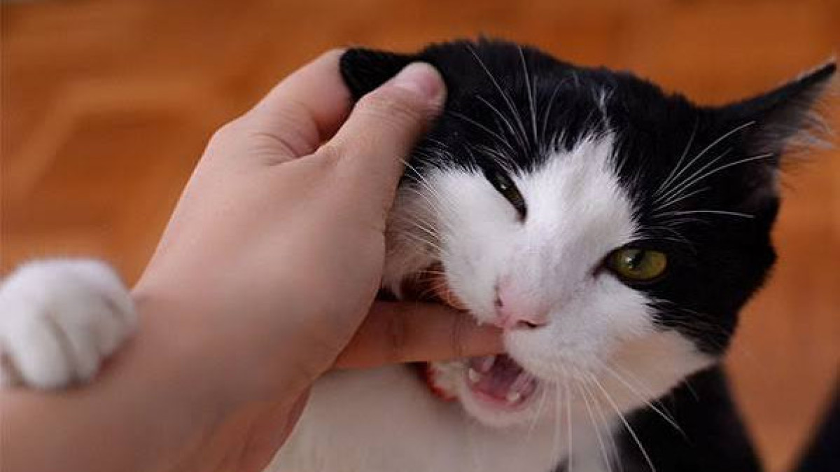  abcdcatsvets.org