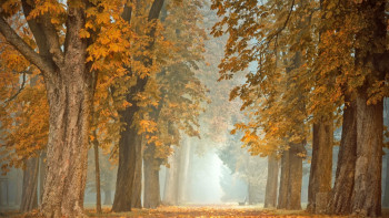 Фотография к новости: Күзгі меланхолия: көңіл күй неге құбылады және одан қалай арылуға болады?
