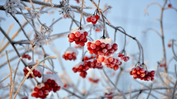 Фотография к новости: Көктайғақ пен қар: Синоптиктер қай өңірлерде ауа райы суытатынын болжады