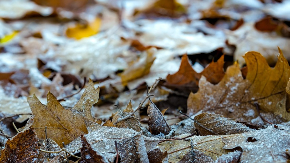  pixabay